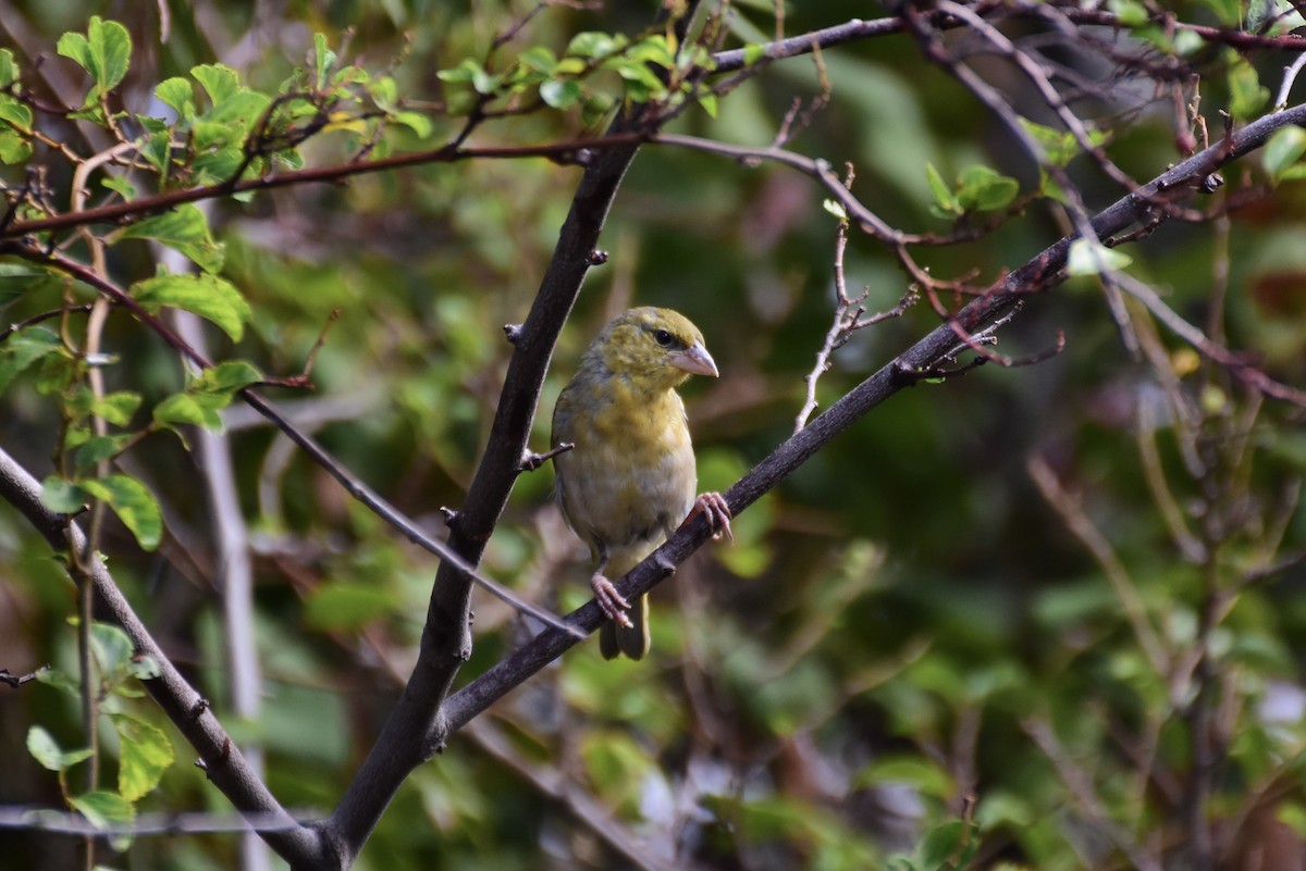 Southern Masked-Weaver - ML615289353