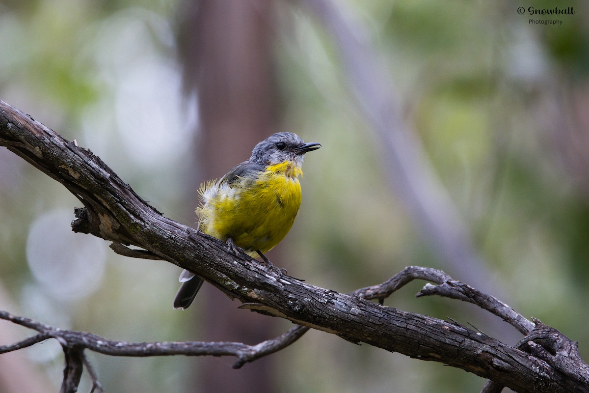 Eastern Yellow Robin - ML615289379