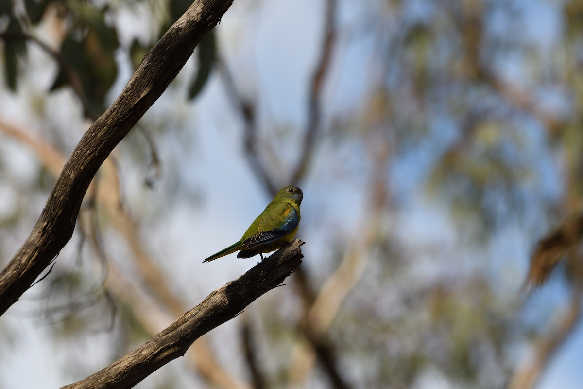 Turquoise Parrot - ML615289381