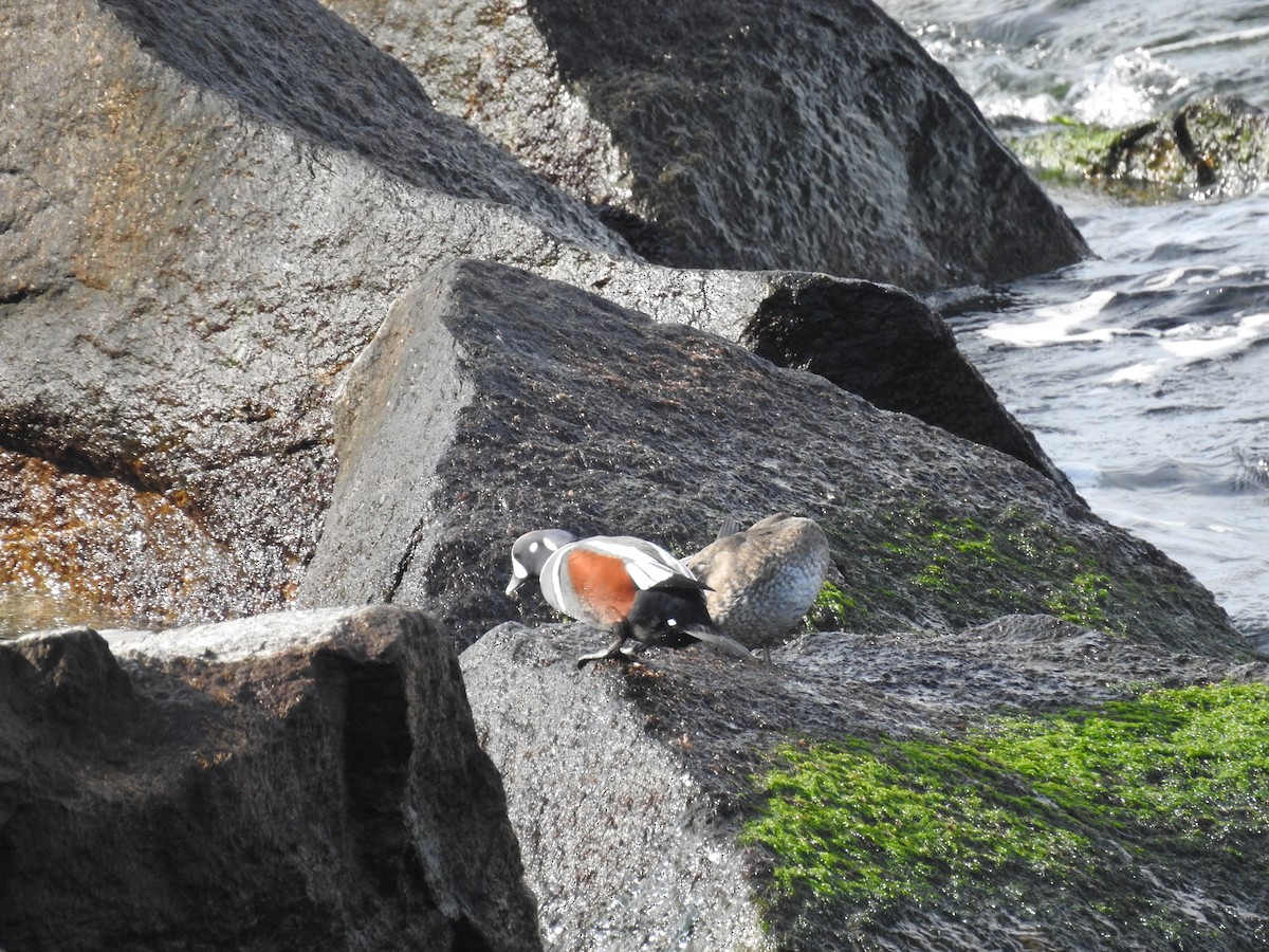 Harlequin Duck - ML615289412