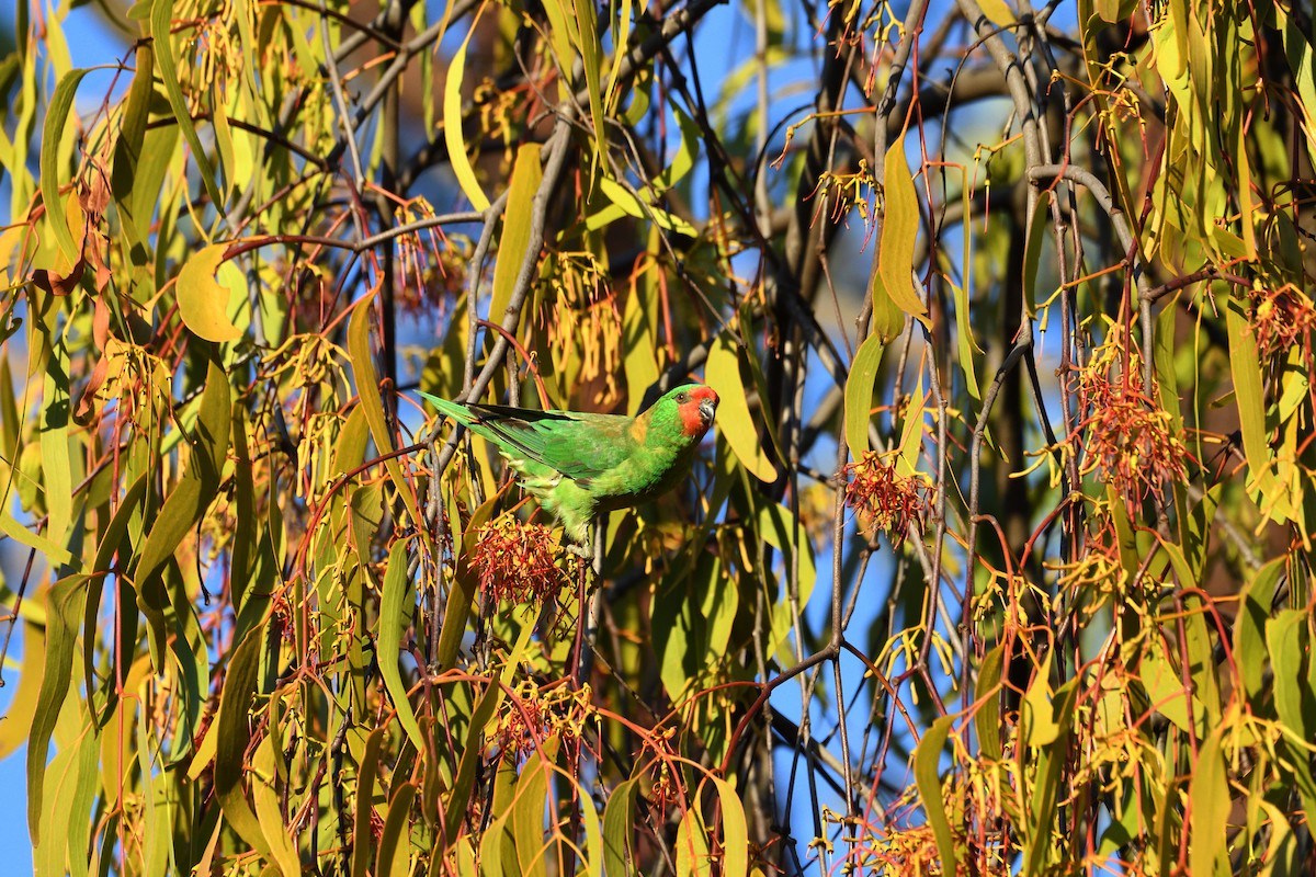 Little Lorikeet - Sebastian Stachurski