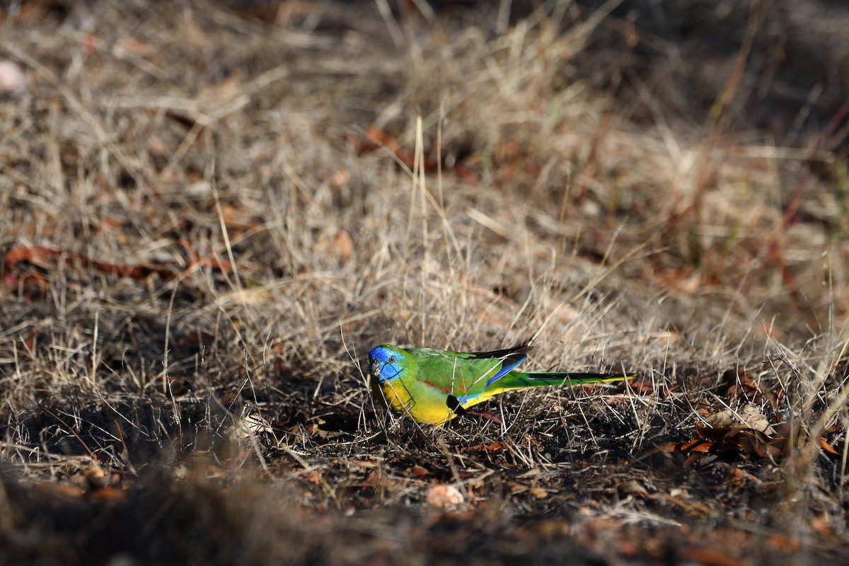 Turquoise Parrot - Sebastian Stachurski