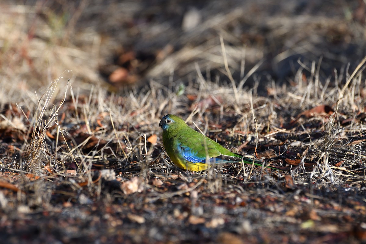 Turquoise Parrot - Sebastian Stachurski
