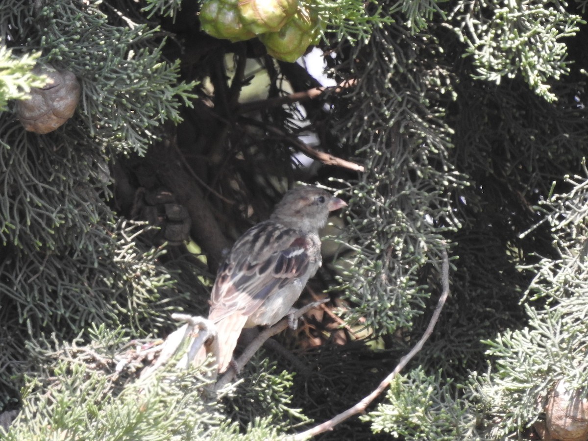 House Sparrow - ML615289534