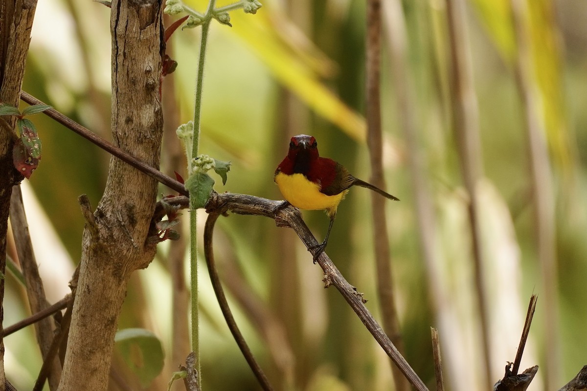 Mrs. Gould's Sunbird (Purple-rumped) - ML615289543