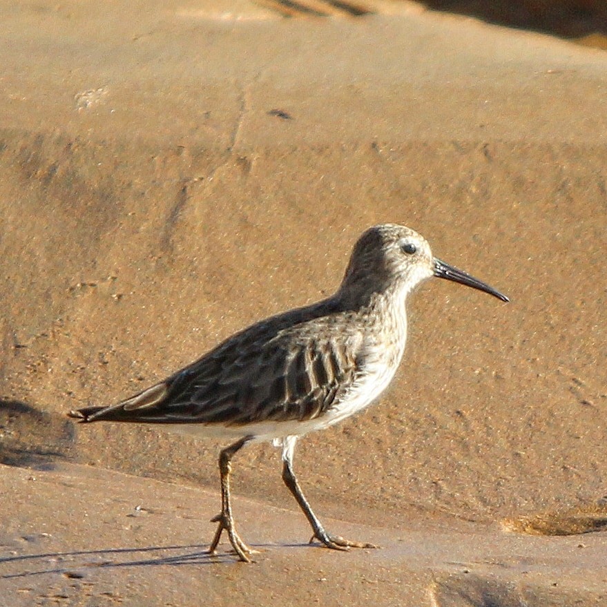 Dunlin - ML615289585