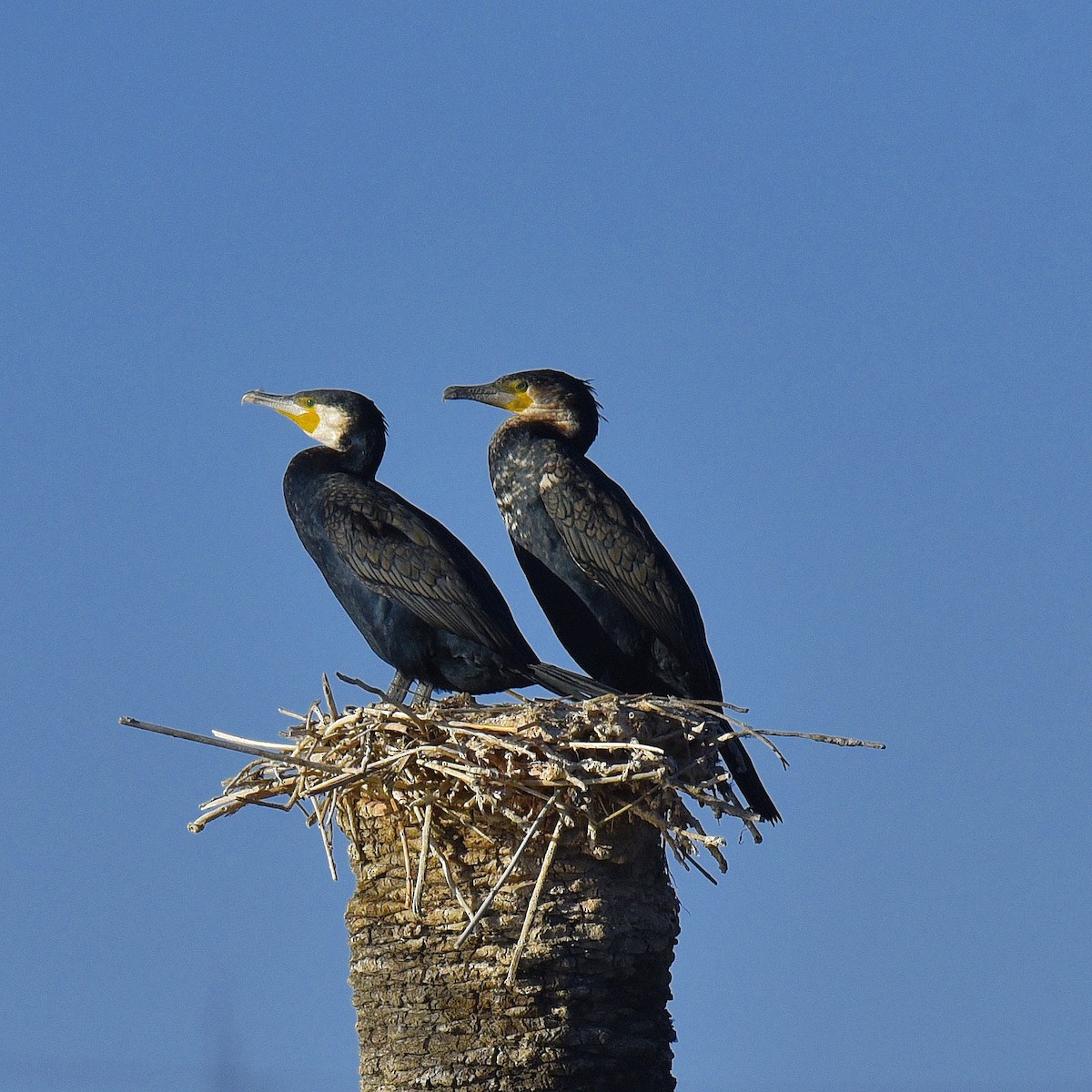 Great Cormorant - ML615289597