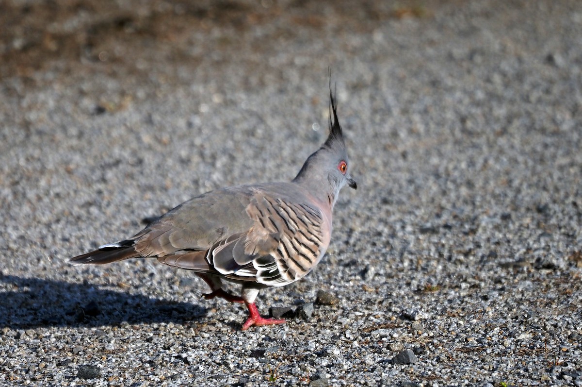 Crested Pigeon - ML615289650