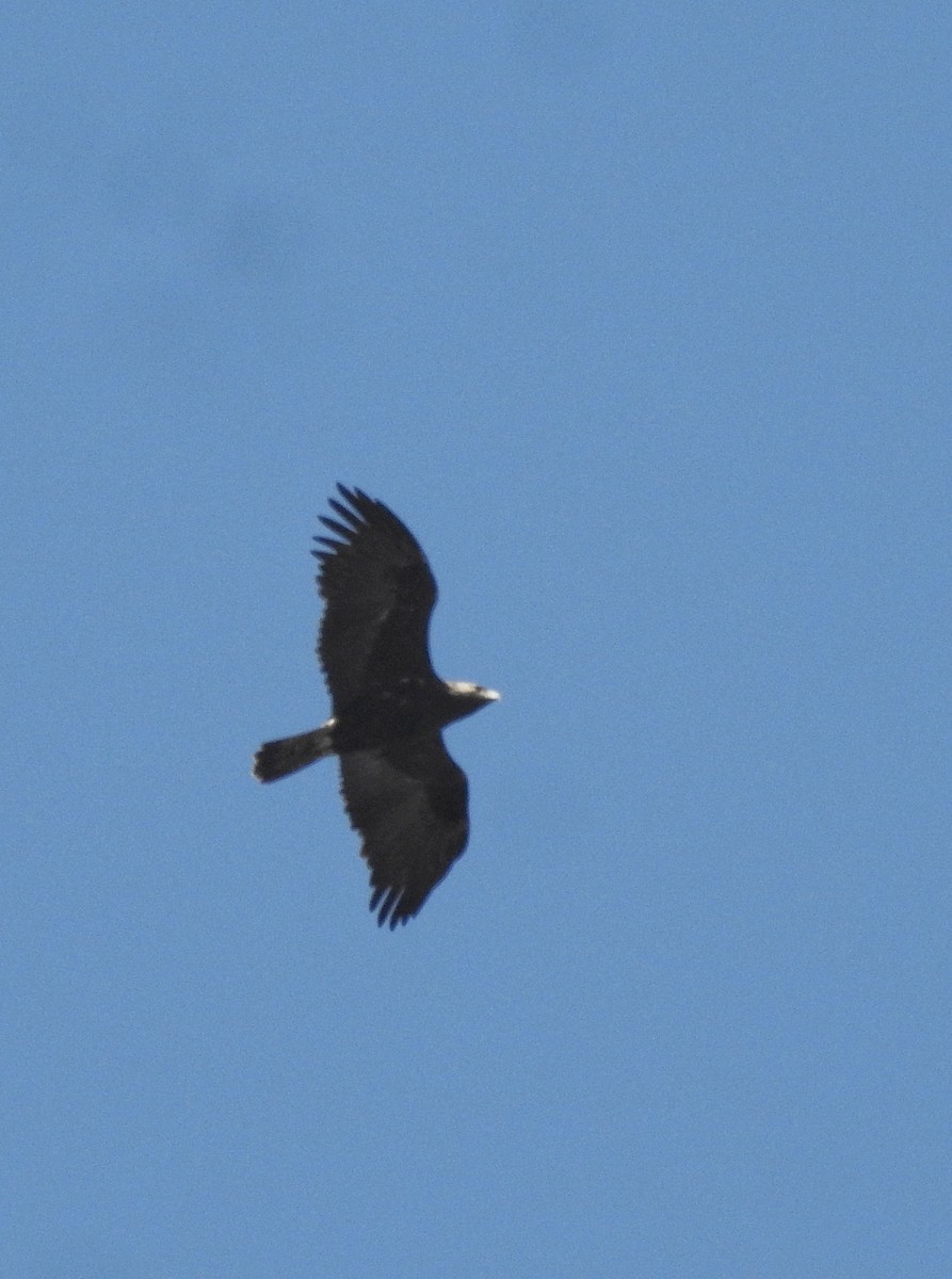 Águila Imperial Oriental - ML615289655