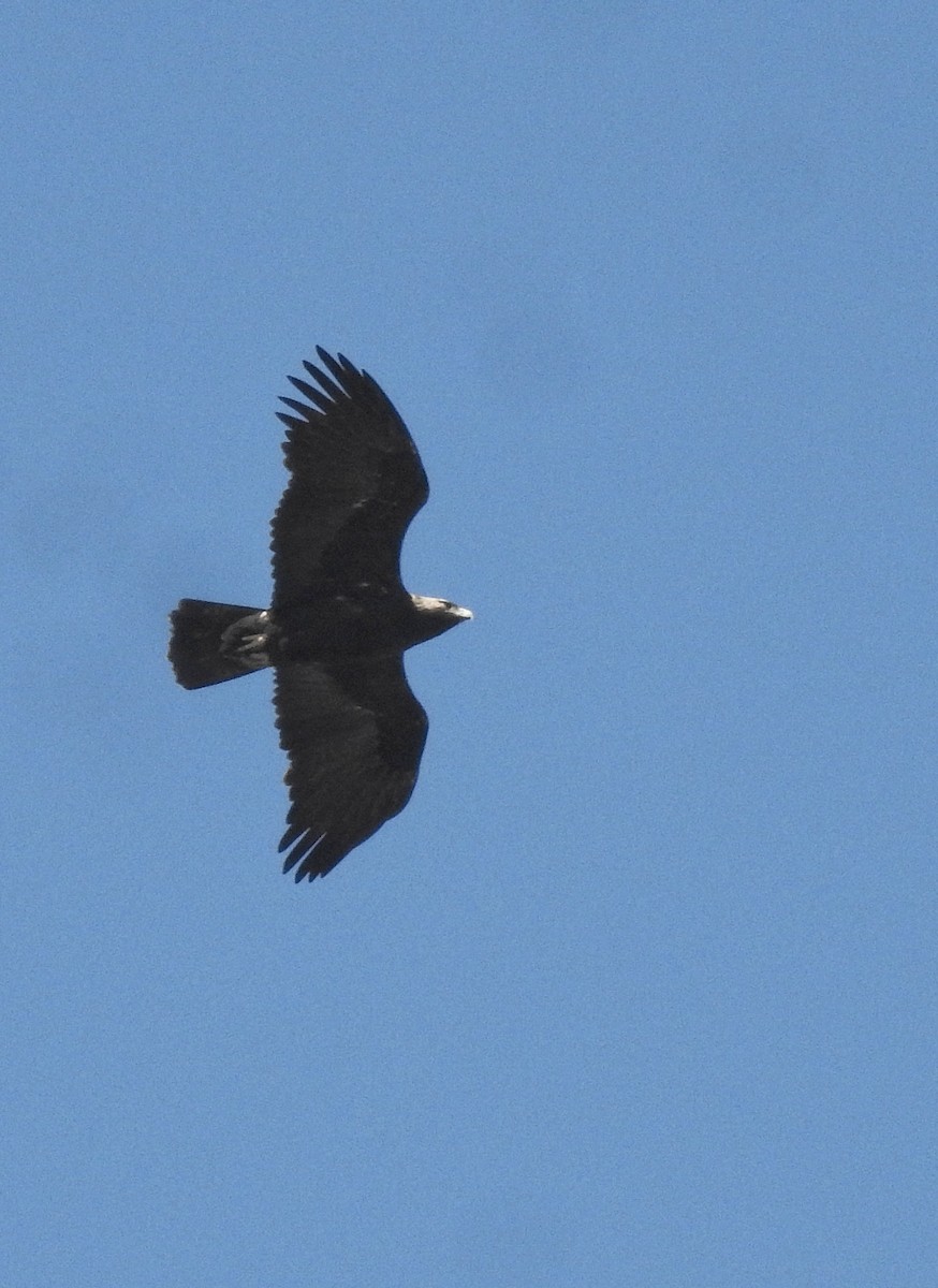 Águila Imperial Oriental - ML615289659