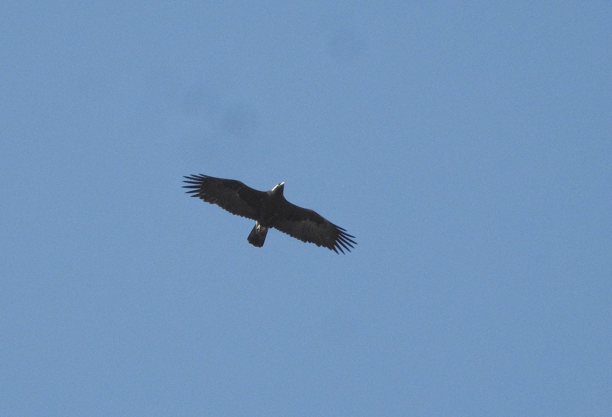 Águila Imperial Oriental - ML615289660