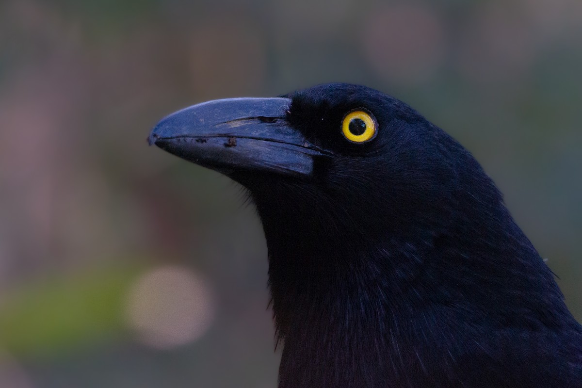 Pied Currawong - ML615289692