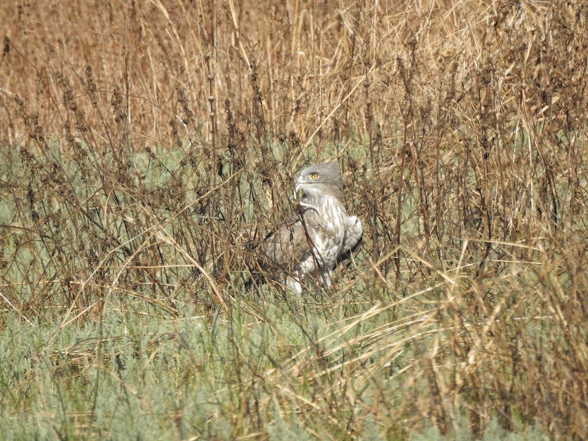 Short-toed Snake-Eagle - ML615289705