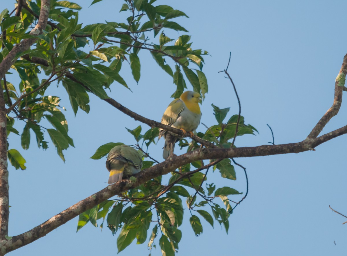 Yellow-footed Green-Pigeon - ML615289737