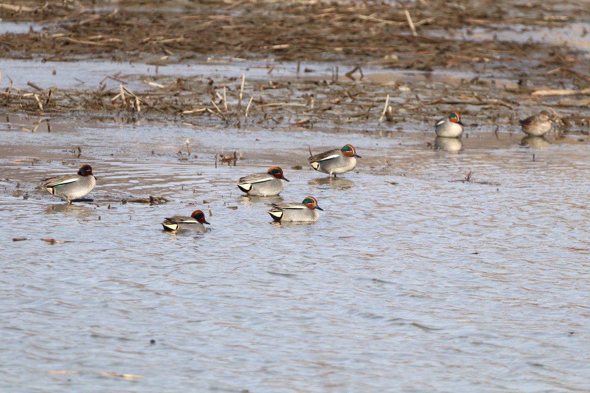 Green-winged Teal (Eurasian) - ML615289742