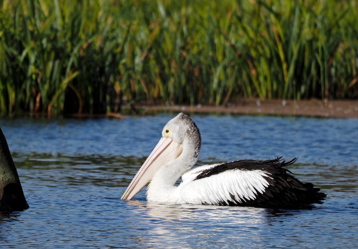 pelikán australský - ML615289745