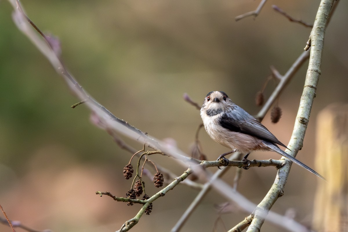 Long-tailed Tit - Kaan Kurdoglu