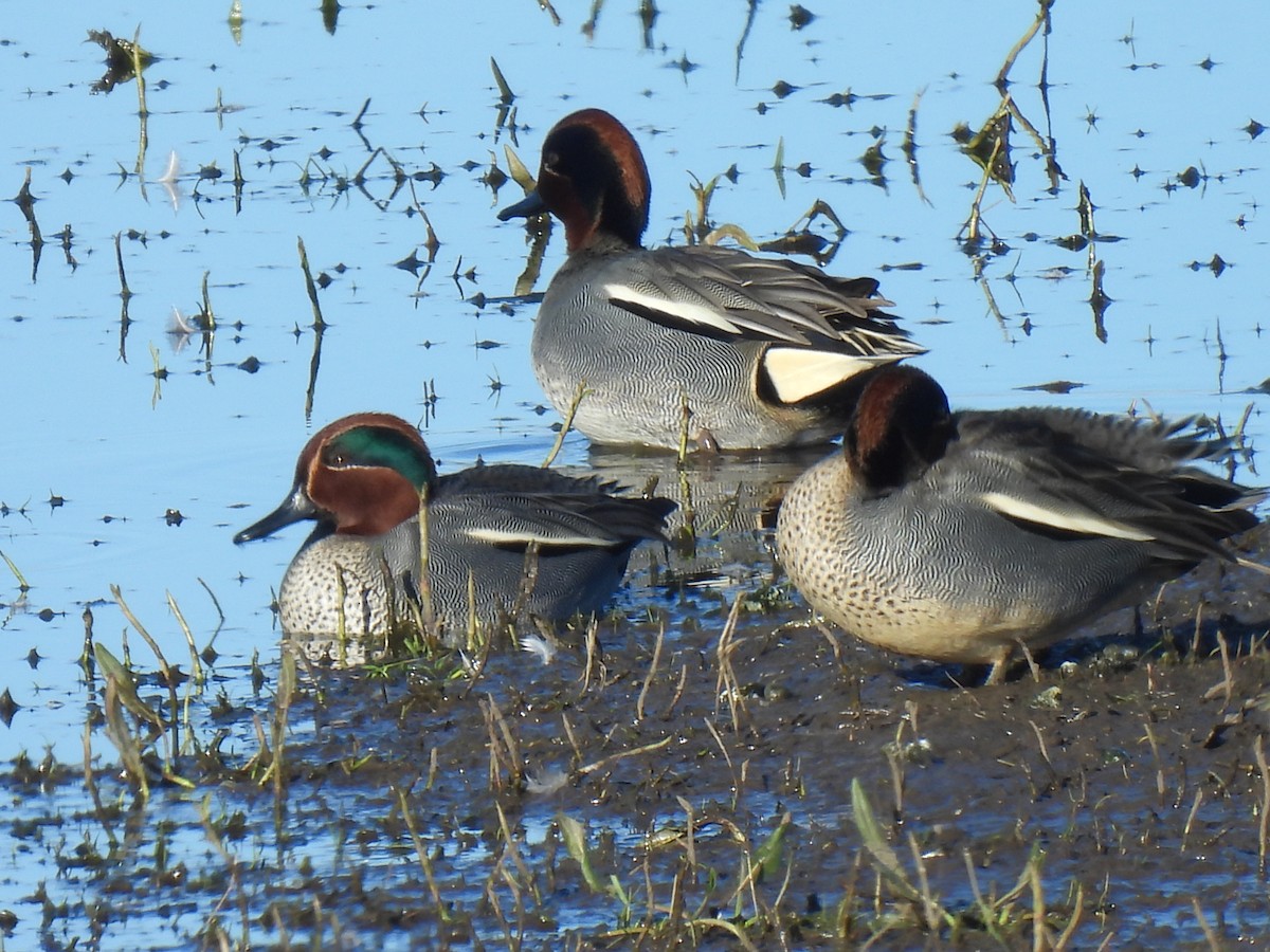 Green-winged Teal - ML615289782