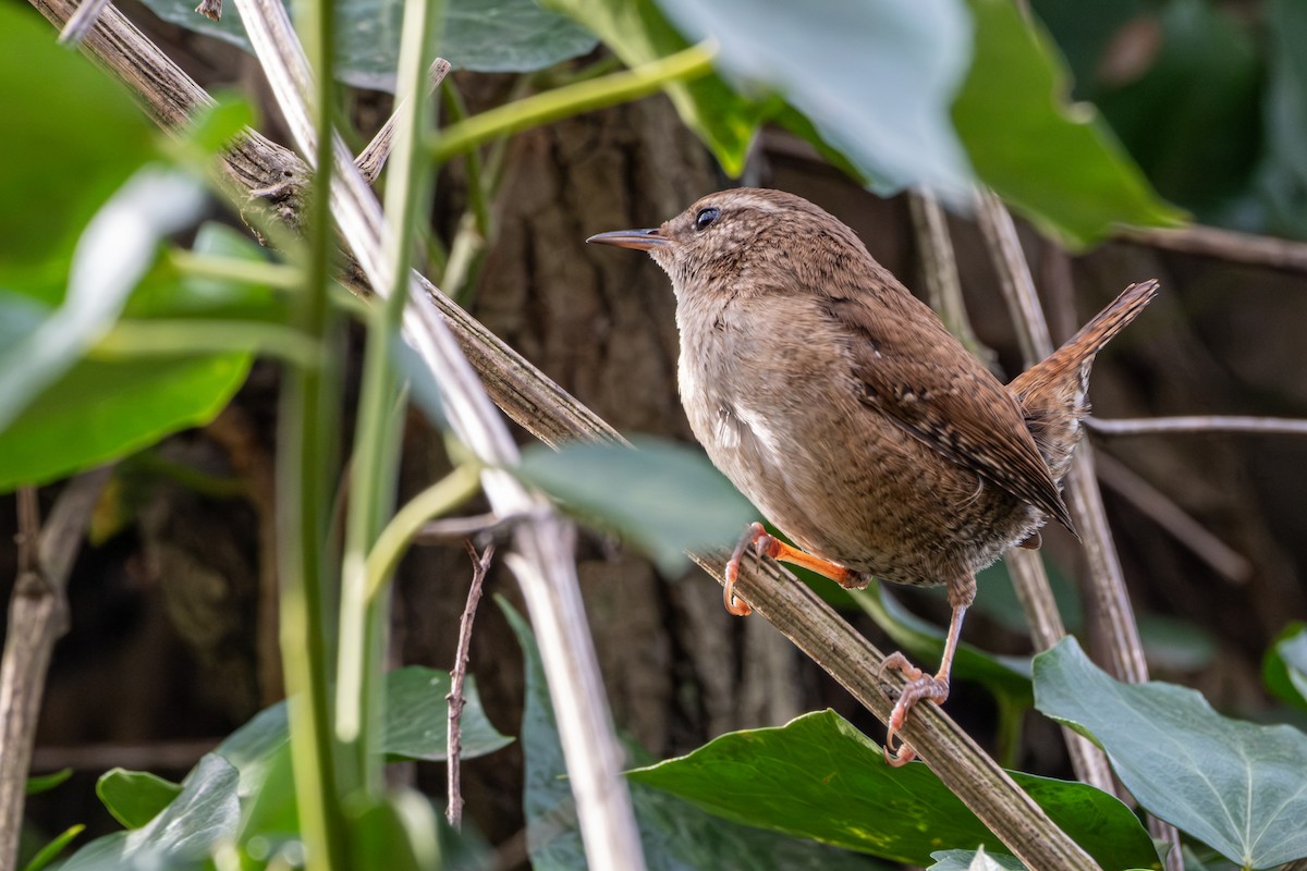 Eurasian Wren - ML615289785