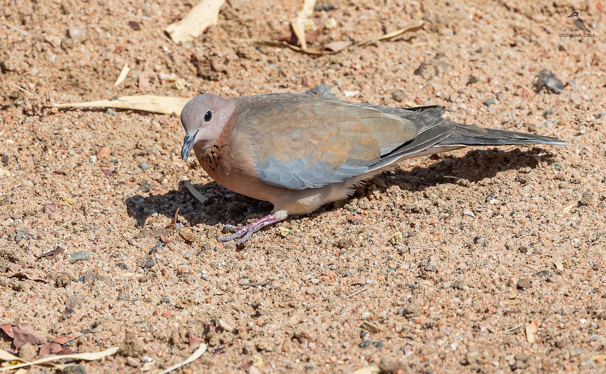 Laughing Dove - ML615289790