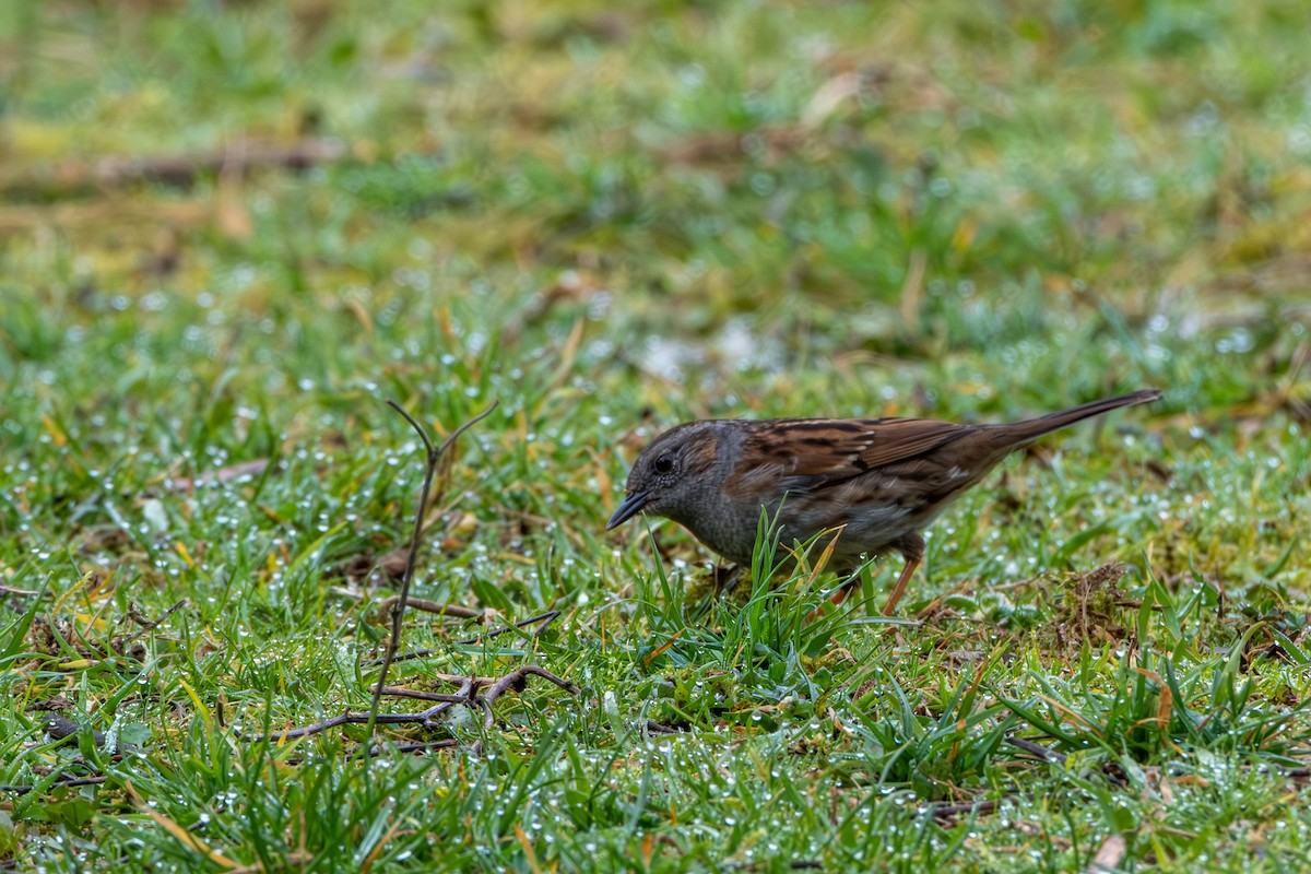 Dunnock - ML615289803