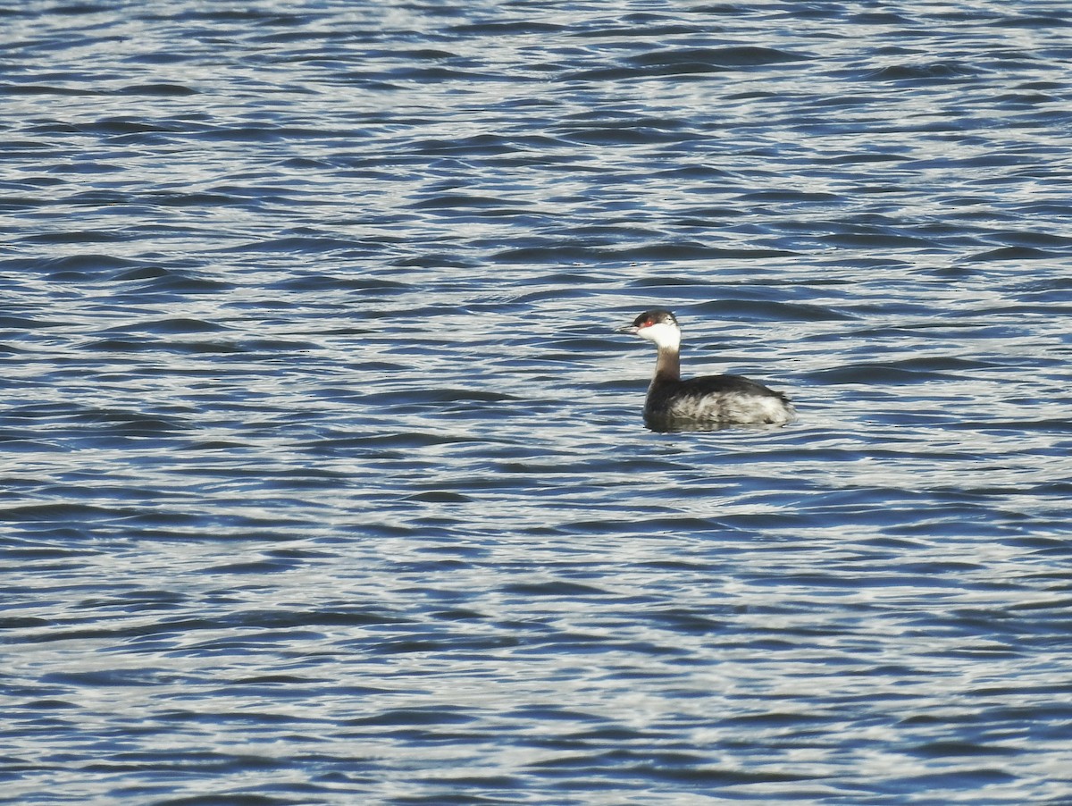 Horned Grebe - ML615289804