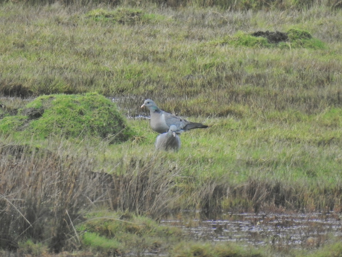 Stock Dove - ML615289806