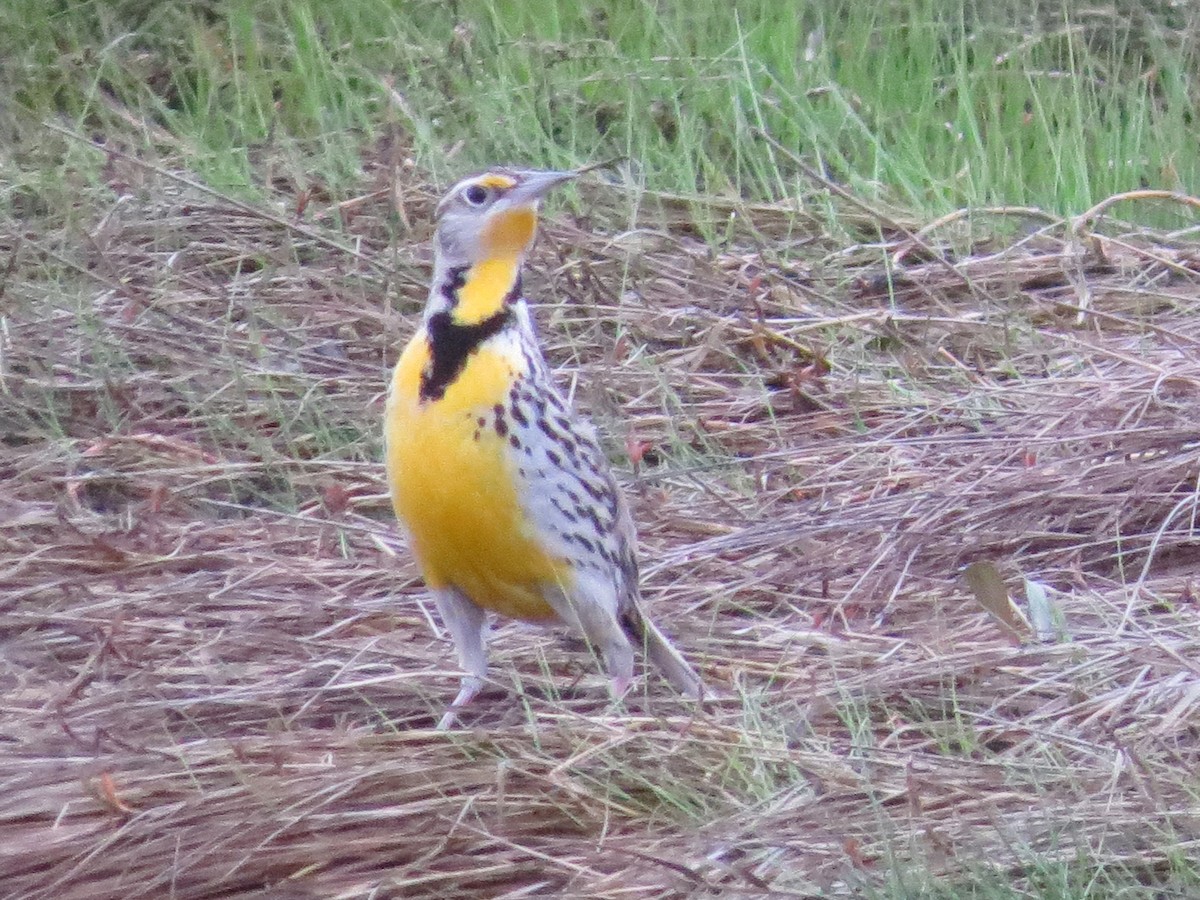 Western Meadowlark - ML61528981