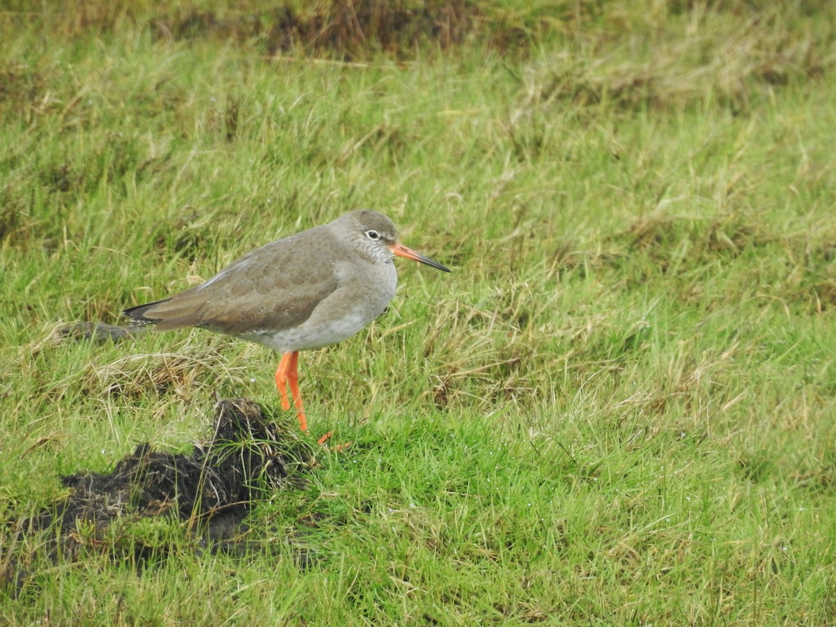 Common Redshank - Luca Forneris