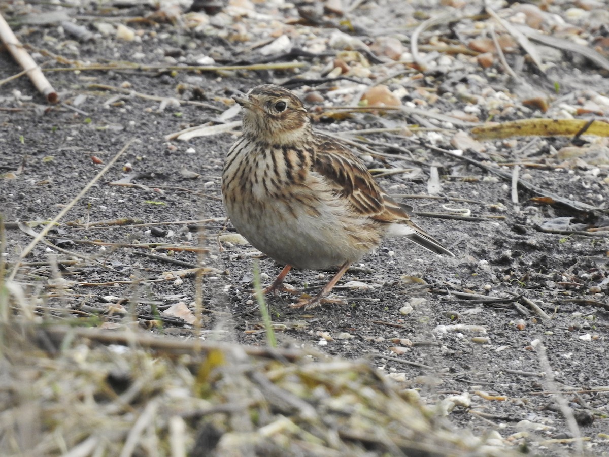 Eurasian Skylark - ML615289813