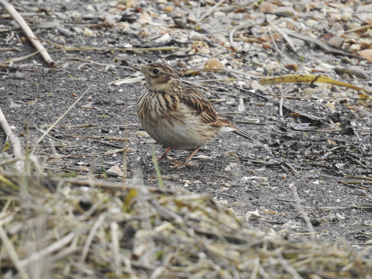 Eurasian Skylark - ML615289814