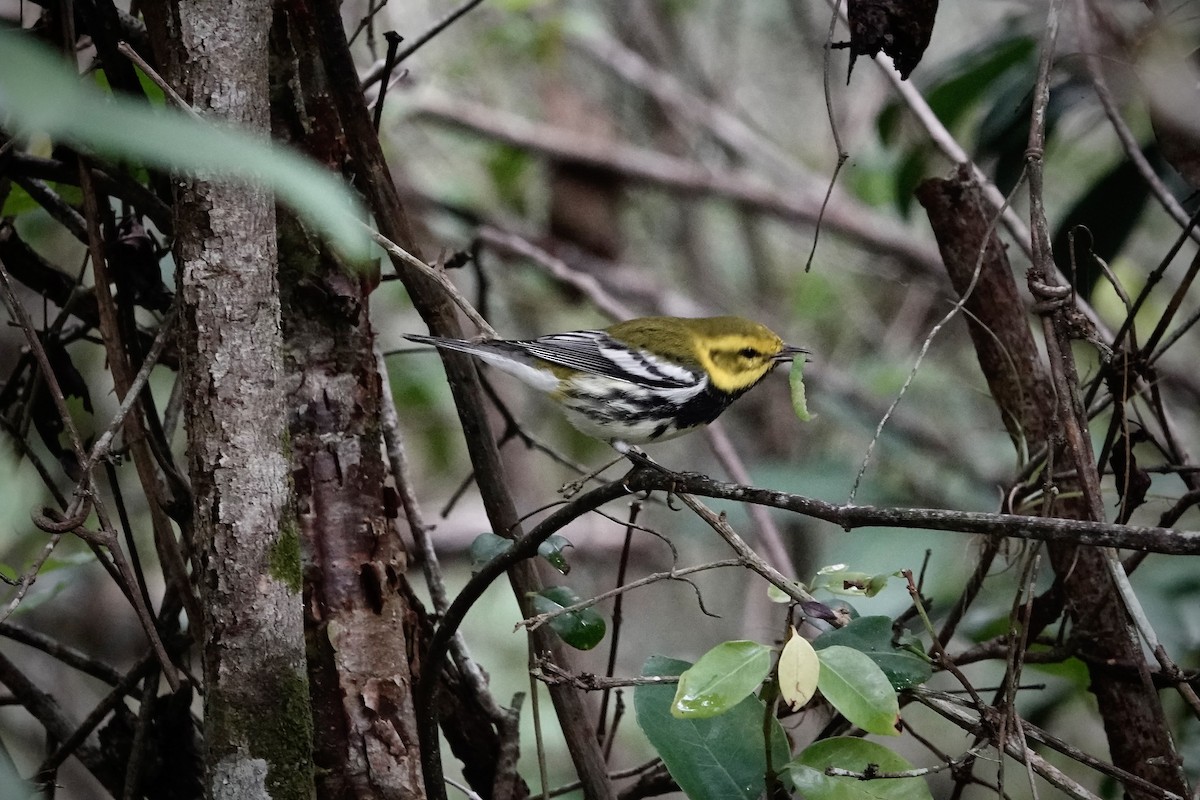 Black-throated Green Warbler - ML615289846