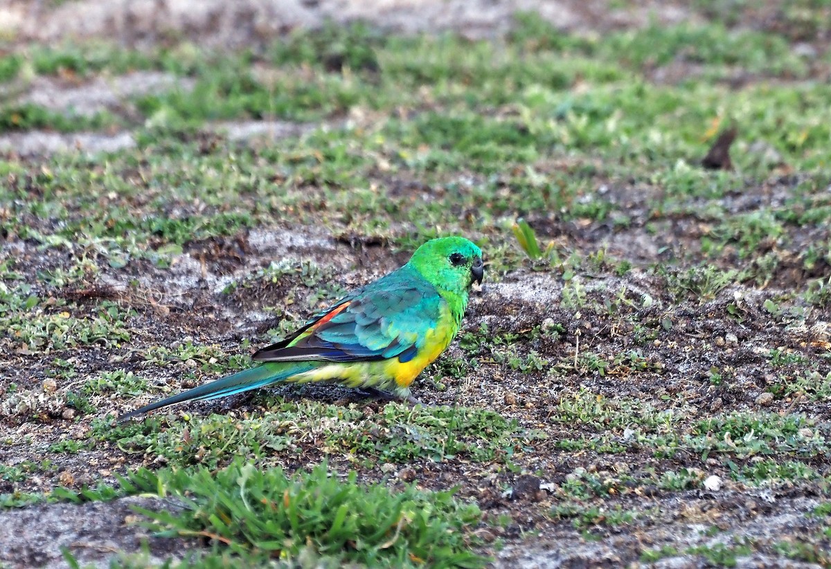 Red-rumped Parrot - ML615289850