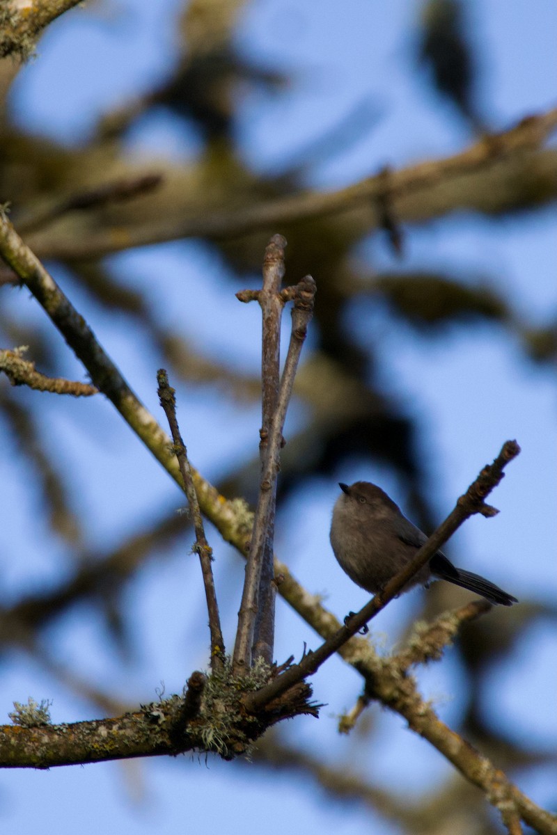 Bushtit - Anonymous