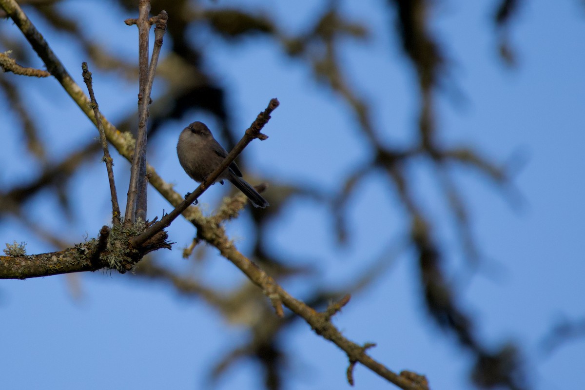 Bushtit - ML615289883