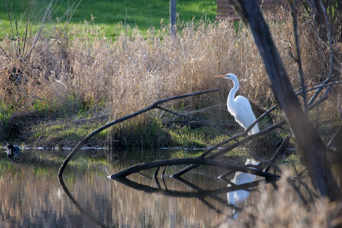 Great Egret - ML615289893