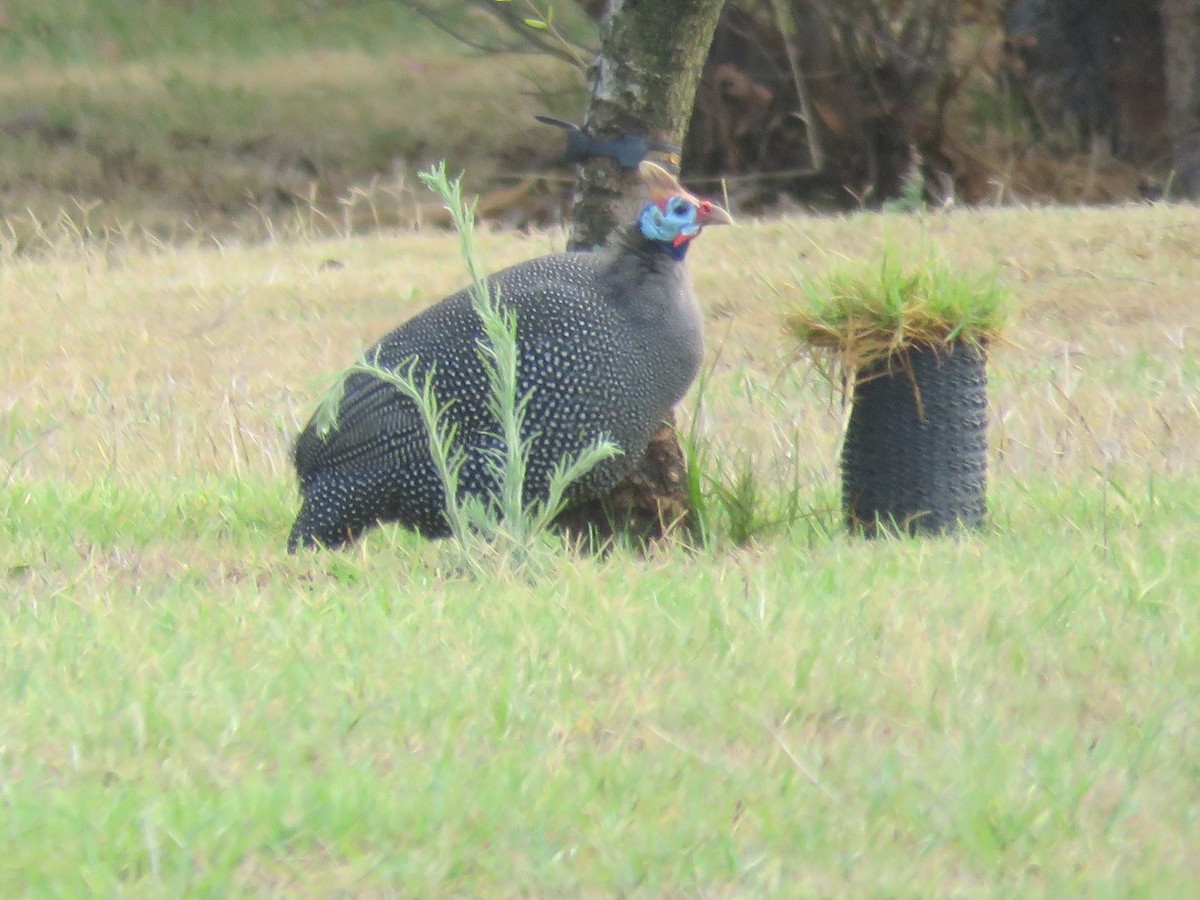 Helmeted Guineafowl (Tufted) - Gareth Bain