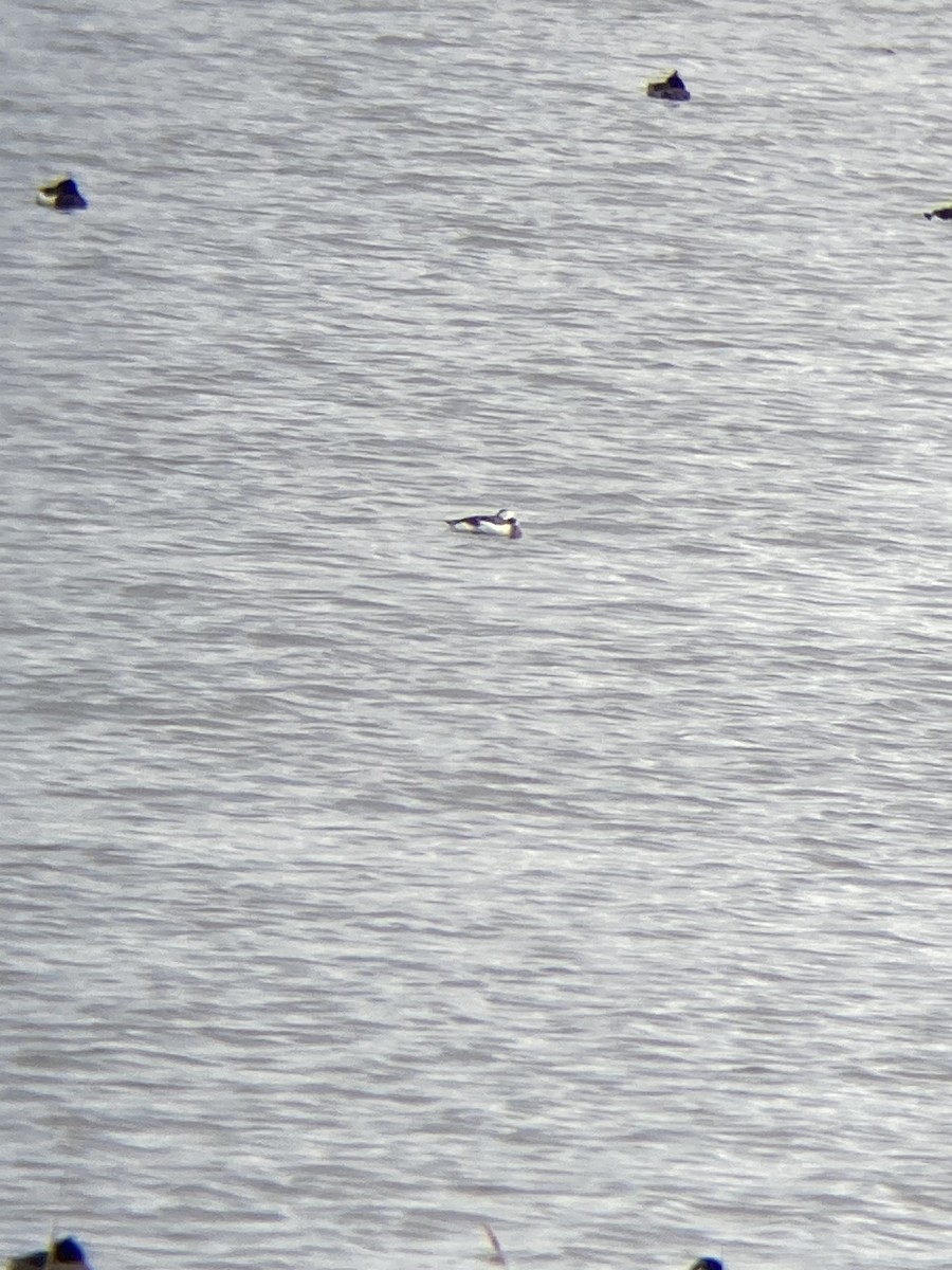 Long-tailed Duck - Jens Groth