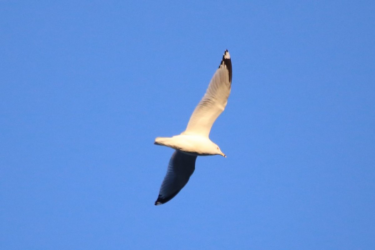 Ring-billed Gull - ML615290011