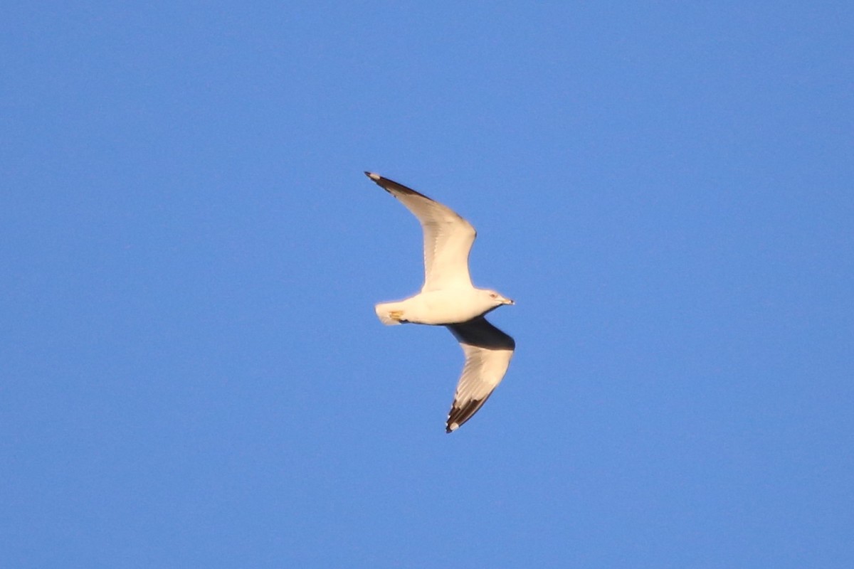 Ring-billed Gull - ML615290012