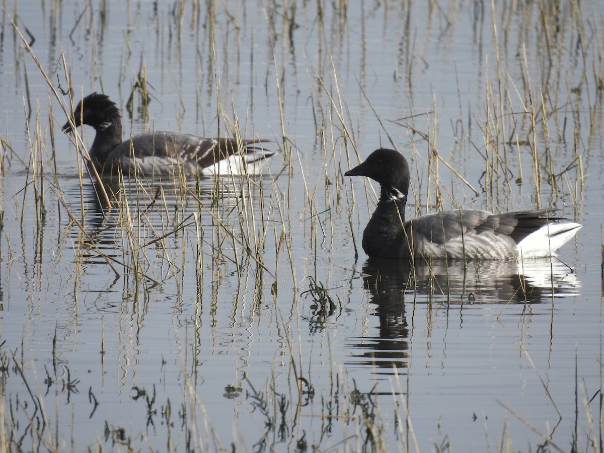 Branta musubeltza - ML615290037