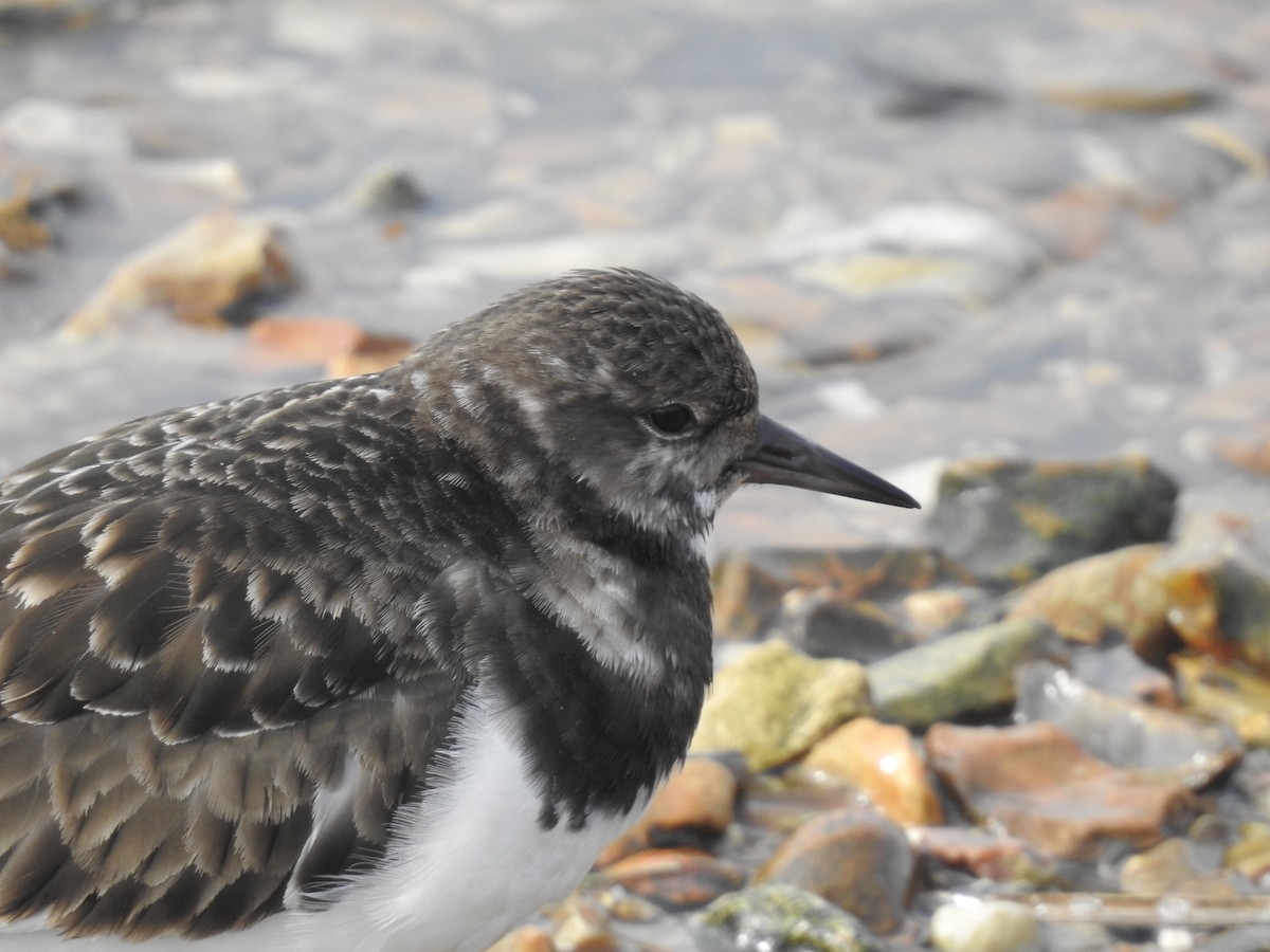 Ruddy Turnstone - ML615290055