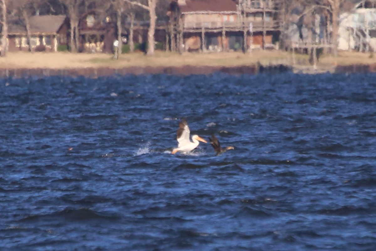 American White Pelican - ML615290067