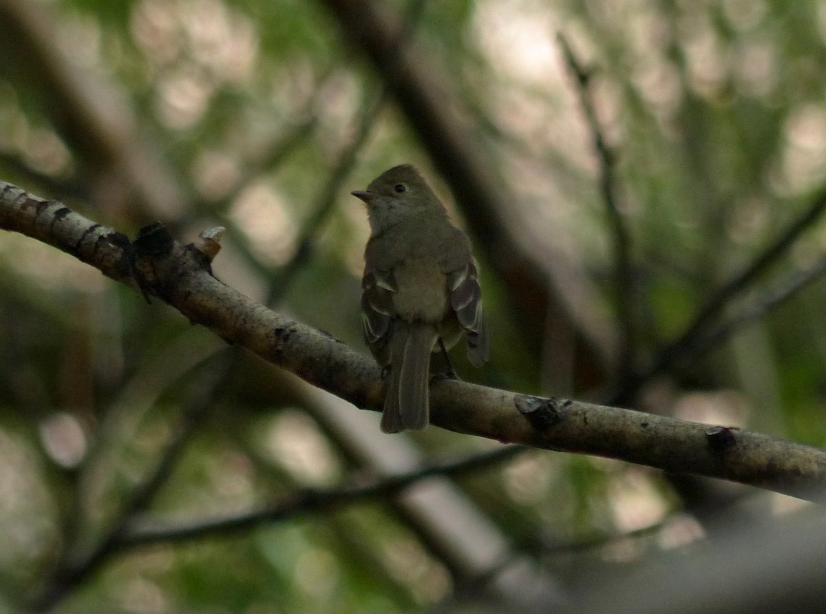 White-crested Elaenia - Carlos Schmidtutz