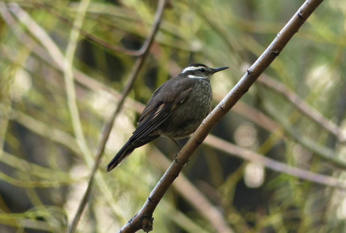 Dark-bellied Cinclodes - ML615290087