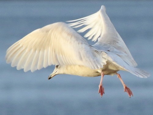 Gaviota Groenlandesa (glaucoides) - ML615290104