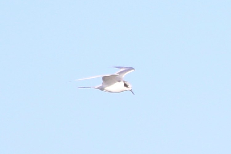 Forster's Tern - ML615290109