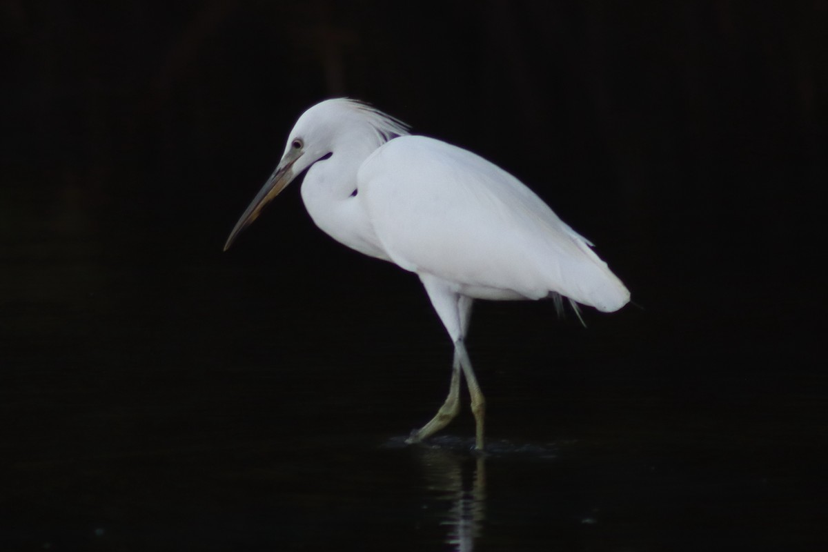 Chinese Egret - David Morrison