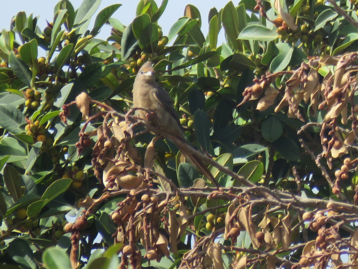 Red-faced Mousebird - ML615290121