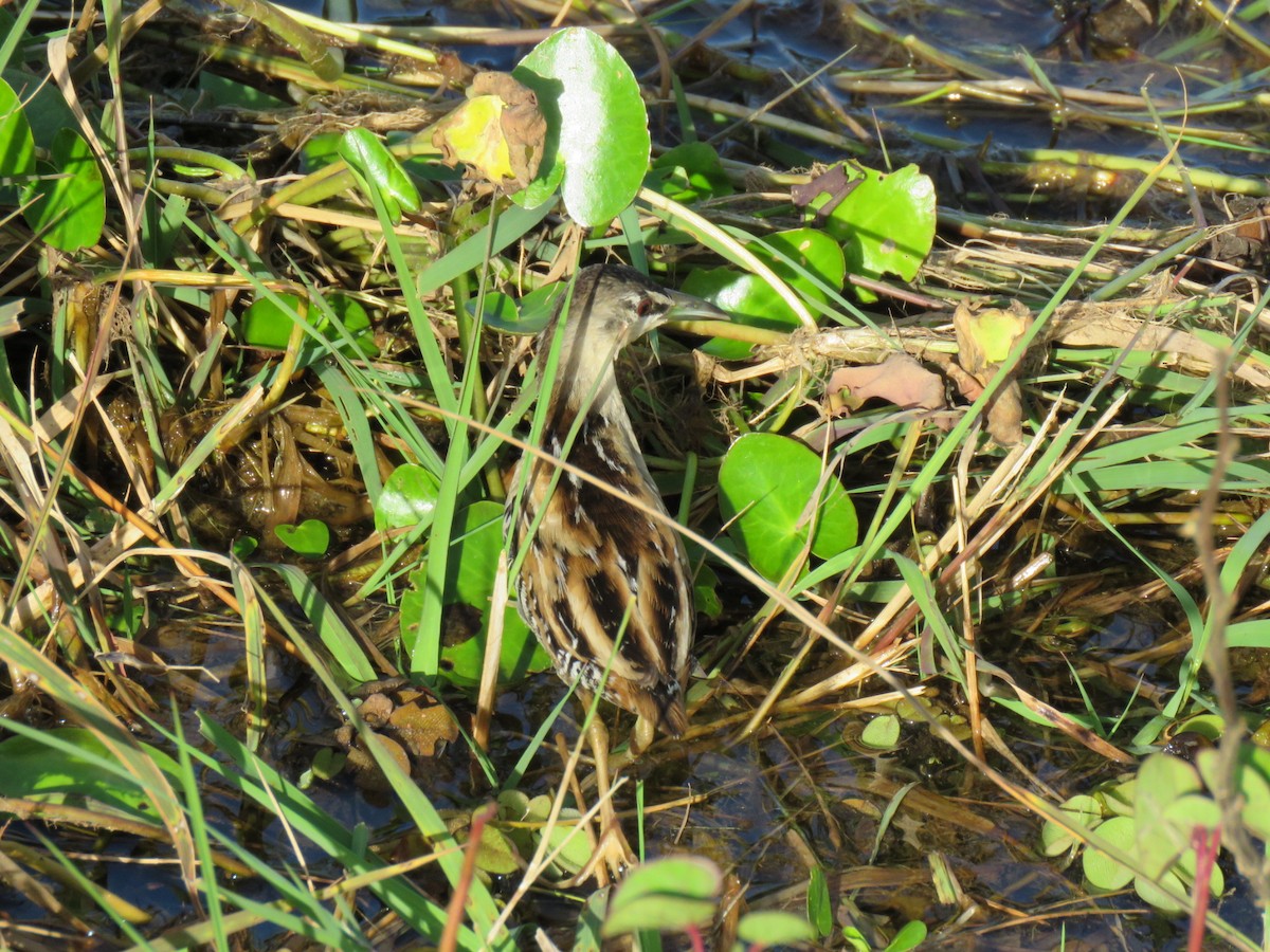 Yellow-breasted Crake - ML615290122